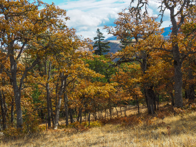 Обои картинки фото природа, лес, простор