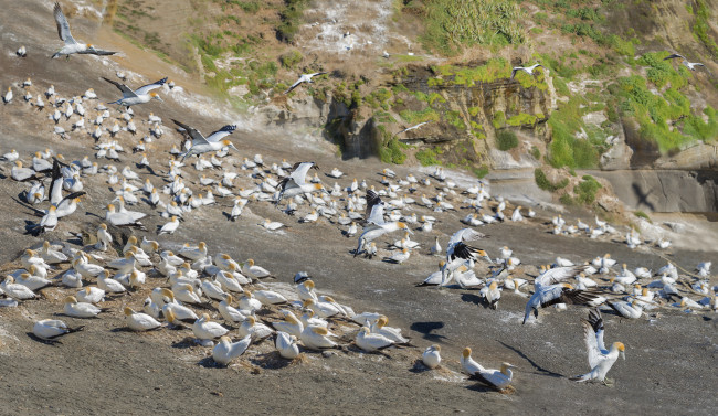 Обои картинки фото животные, олуши, птицы, белые, много, природа