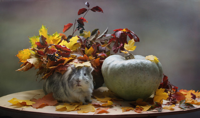 Обои картинки фото животные, морские свинки,  хомяки, листья, композиция, октябрь, морская, свинка, тыква, осень, осенние, игры