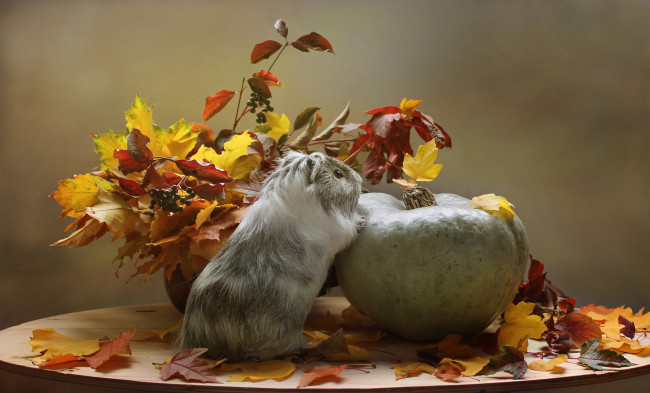 Обои картинки фото животные, морские свинки,  хомяки, композиция, листья, тыква, осень, осенние, игры, октябрь, морская, свинка