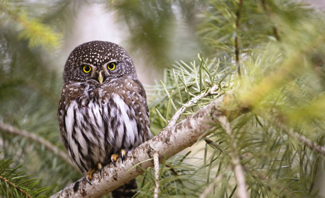 Обои картинки фото воробьиный сыч-гном, животные, совы, сова, ель, ветка