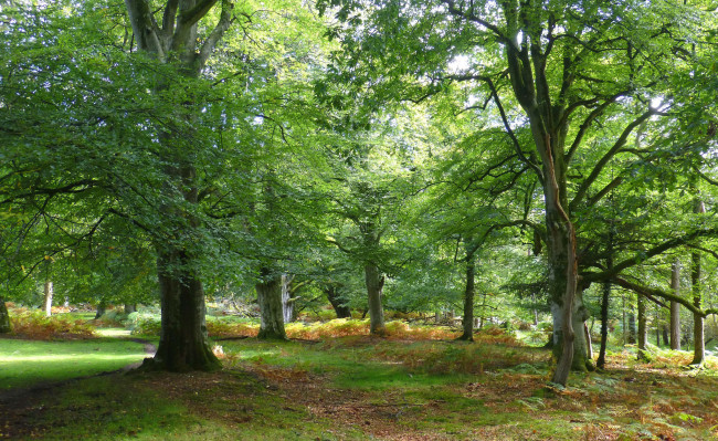 Обои картинки фото природа, лес, простор