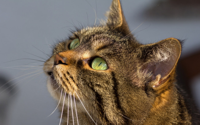 Обои картинки фото животные, коты, морда, взгляд