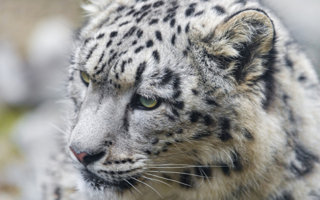 Обои картинки фото животные, снежный барс , ирбис, морда