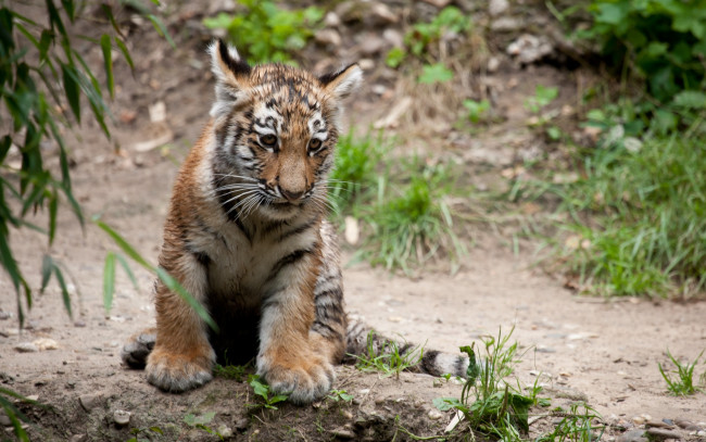 Обои картинки фото животные, тигры, детеныш