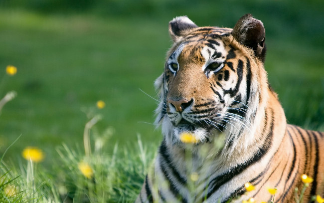 Обои картинки фото животные, тигры, морда