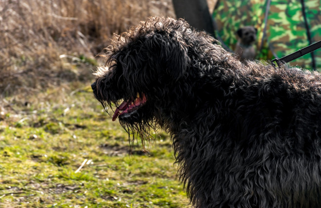 Обои картинки фото животные, собаки, профиль