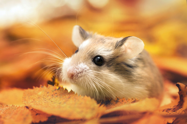 Обои картинки фото животные, морские свинки,  хомяки, хомяк, листья, осень, макро