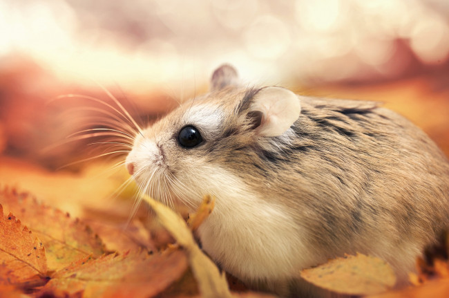 Обои картинки фото животные, морские свинки,  хомяки, хомяк, листья, осень, макро