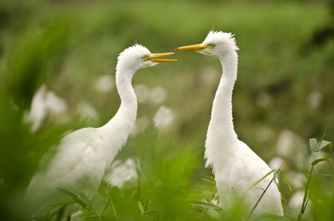 Обои картинки фото животные, птицы, природа, зелень