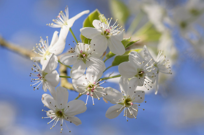 Обои картинки фото цветы, цветущие деревья ,  кустарники, лепестки, весна, сад