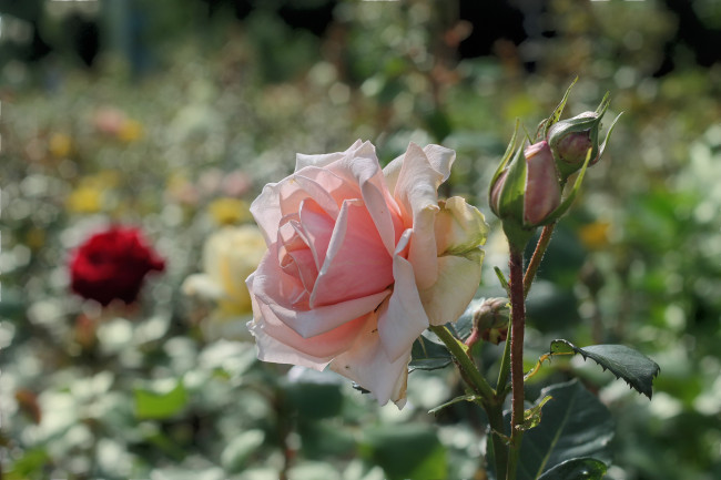 Обои картинки фото цветы, розы, лето, клумба