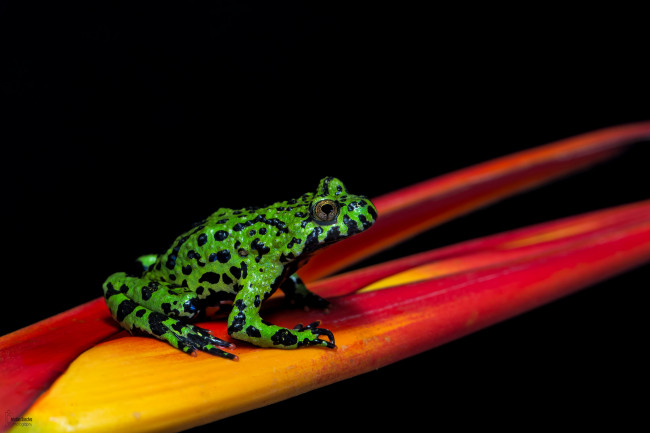Обои картинки фото животные, лягушки, цветок, окрас, лягушка