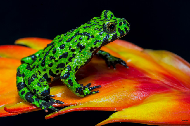 Обои картинки фото животные, лягушки, лягушка, цветок, окрас