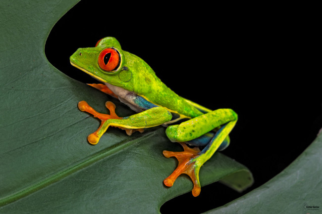 Обои картинки фото животные, лягушки, темный, фон, лист, лягушка