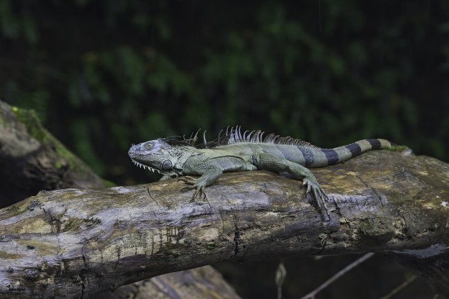 Обои картинки фото животные, Ящерицы,  игуаны,  вараны, дерево, ящерица, природа