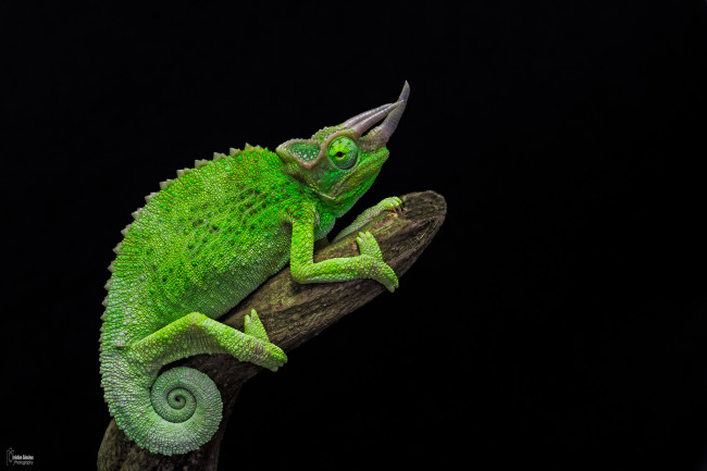 Обои картинки фото животные, Ящерицы,  игуаны,  вараны, ветка, хамелеон, ящерица