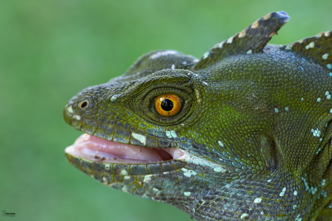 Обои картинки фото животные, Ящерицы,  игуаны,  вараны, ящерица, зеленая, фон