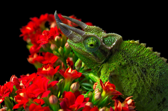 Обои картинки фото животные, Ящерицы,  игуаны,  вараны, язык, ящерица, цветок