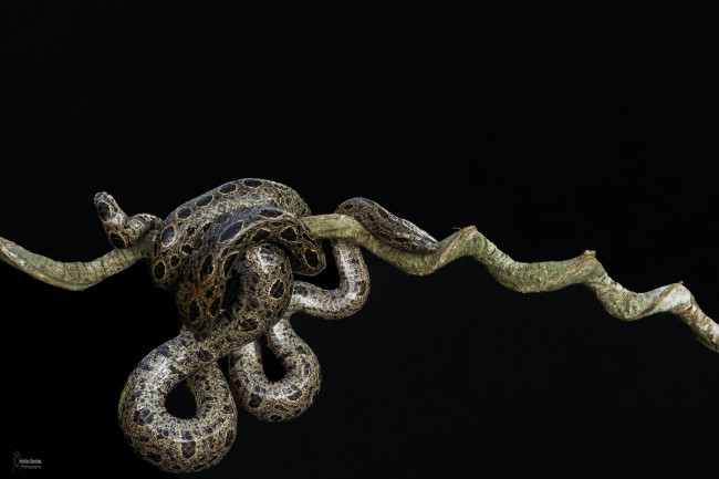 Обои картинки фото животные, змеи,  питоны,  кобры, темный, фон, ветка, змея