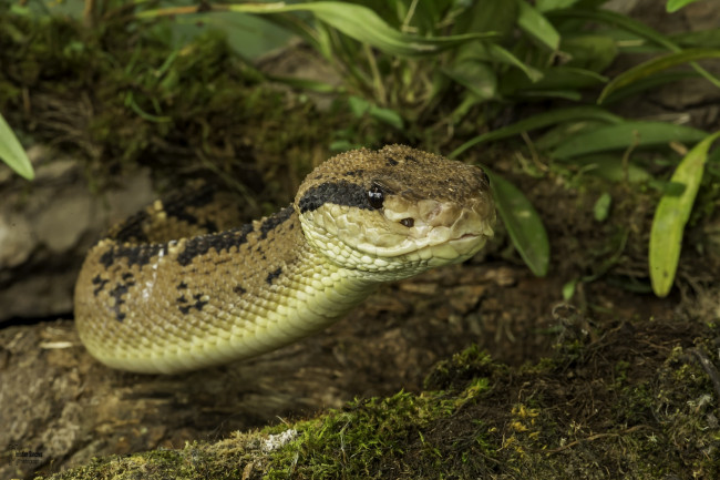 Обои картинки фото животные, змеи,  питоны,  кобры, земля, змея, трава, природа