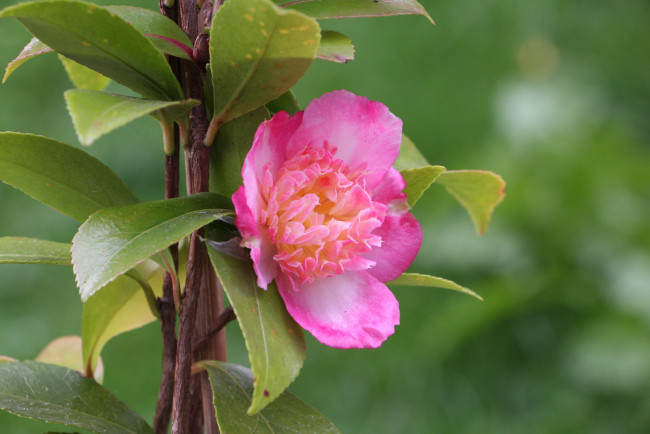 Обои картинки фото цветы, камелии, камелия, бутон, розовая, лепестки, листья, цветение, нежность