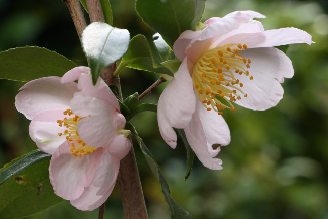 Обои картинки фото цветы, камелии, нежность, цветение, листья, бутон, камелия, лепестки, розовая