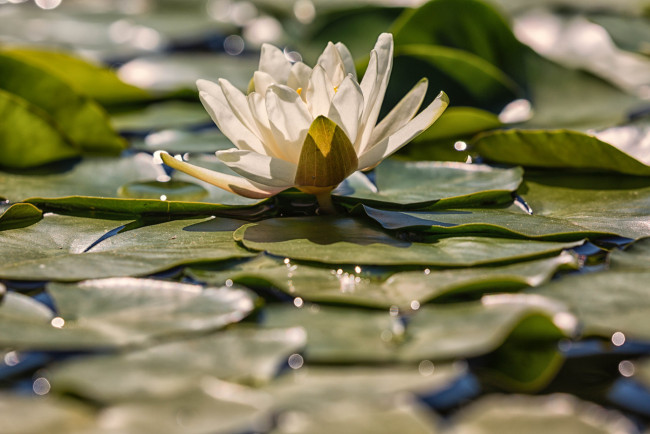 Обои картинки фото цветы, лилии водяные,  нимфеи,  кувшинки, кувшинка, листья, цветение, вода, природа