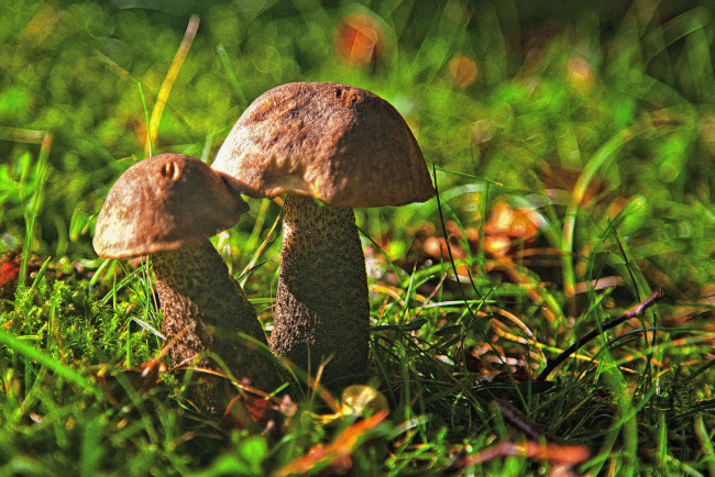 Обои картинки фото природа, грибы, простор