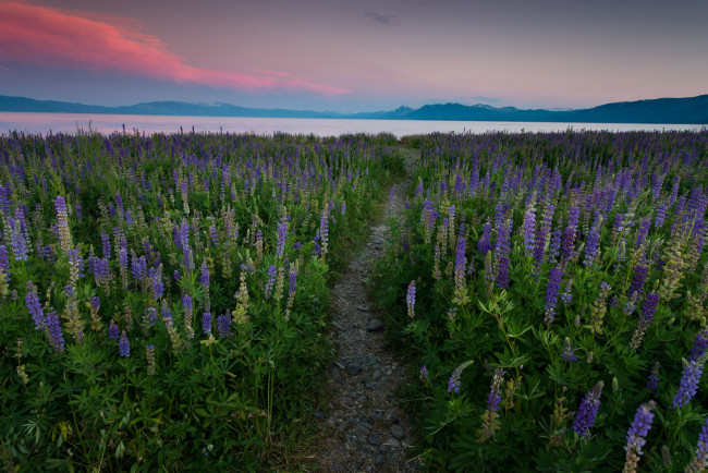 Обои картинки фото природа, луга, простор