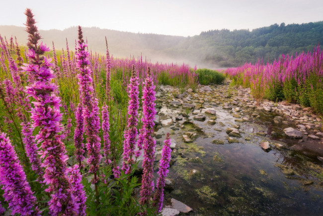 Обои картинки фото природа, луга, простор