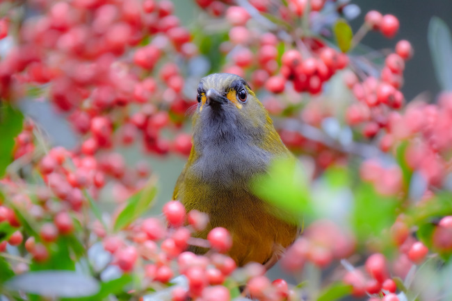 Обои картинки фото животные, птицы, природа, птица, дерево, ветки, ягоды