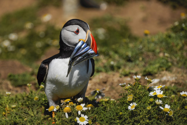 Обои картинки фото животные, тупики, тупик, окрас, перья, птица