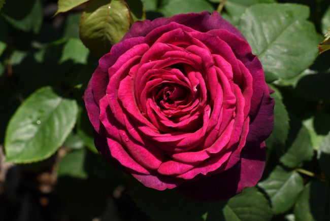 Обои картинки фото цветы, розы, роза, бутон, лепестки, листья, цветение, rose, bud, petals, leaves, blossoms