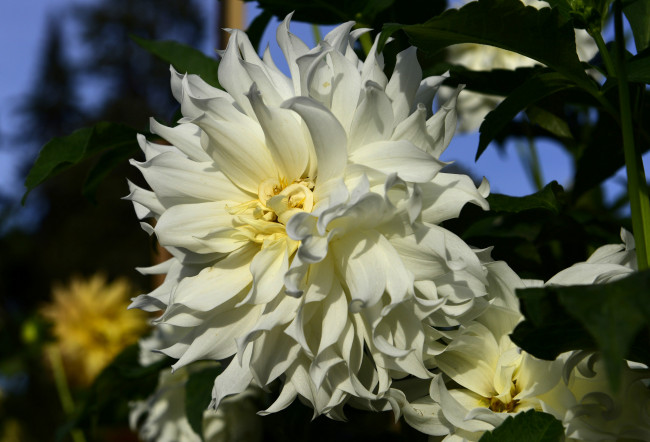 Обои картинки фото цветы, георгины, георгин, цветение, бутоны, лепестки