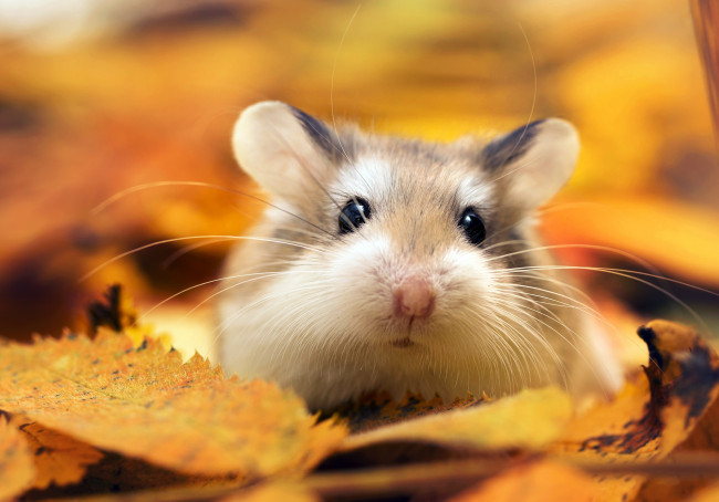 Обои картинки фото животные, морские свинки,  хомяки, хомяк, листья, осень, макро