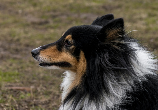 Обои картинки фото животные, собаки, профиль