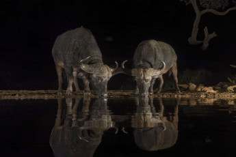 Картинка животные коровы +буйволы буйволы