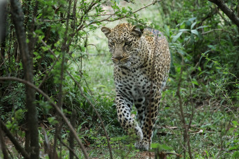 Картинка животные леопарды хищник