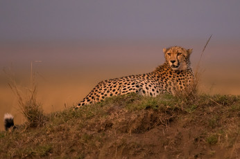 Картинка животные гепарды хищник