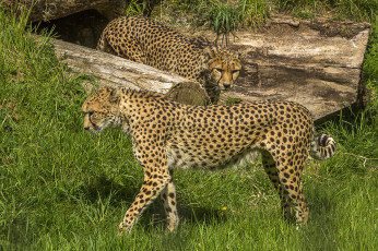Картинка животные гепарды хищник
