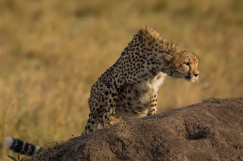 Картинка животные гепарды хищник