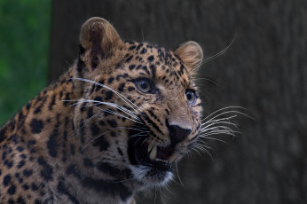 Картинка животные леопарды хищник