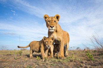 Картинка животные леопарды хищник