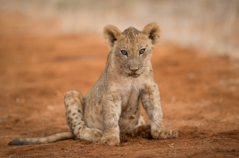 Картинка животные львы хищник