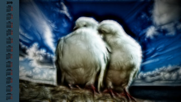 Картинка календари компьютерный+дизайн голубь ласка птица