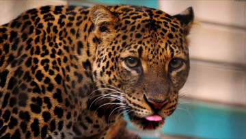 Картинка животные леопарды хищник