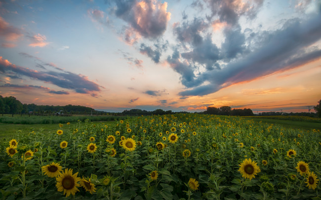 Обои картинки фото цветы, подсолнухи, поле
