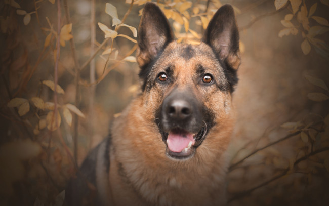 Обои картинки фото животные, собаки, кусты, осень, овчарка
