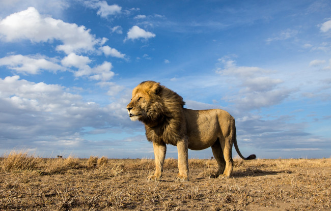 Обои картинки фото животные, львы, хищник